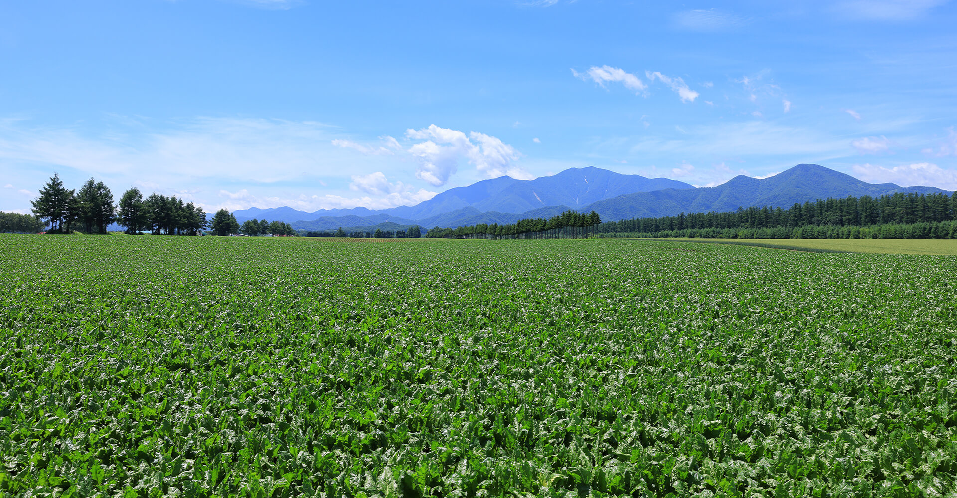 東京NEO-FARMERS!のイメージ画