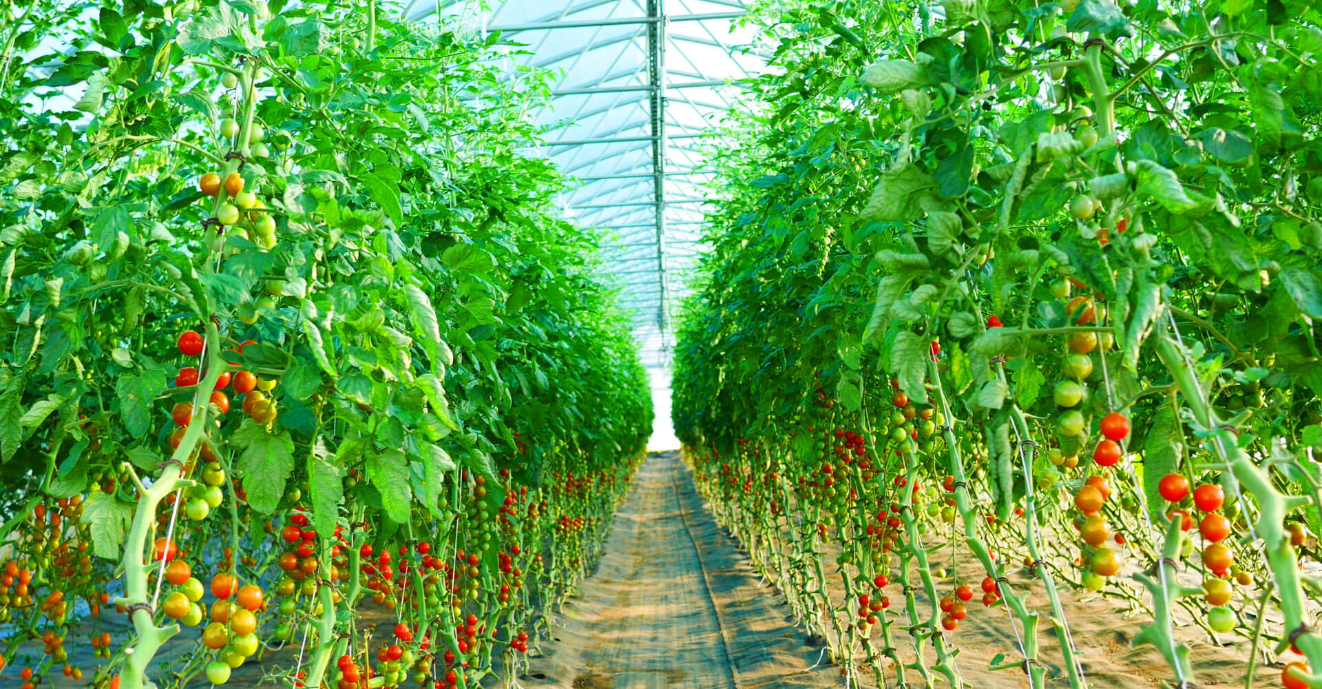 東京NEO-FARMERS!のイメージ画